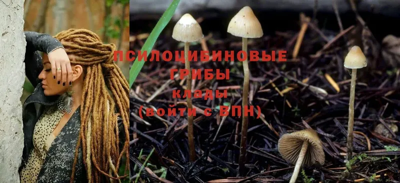 Псилоцибиновые грибы Cubensis Киров